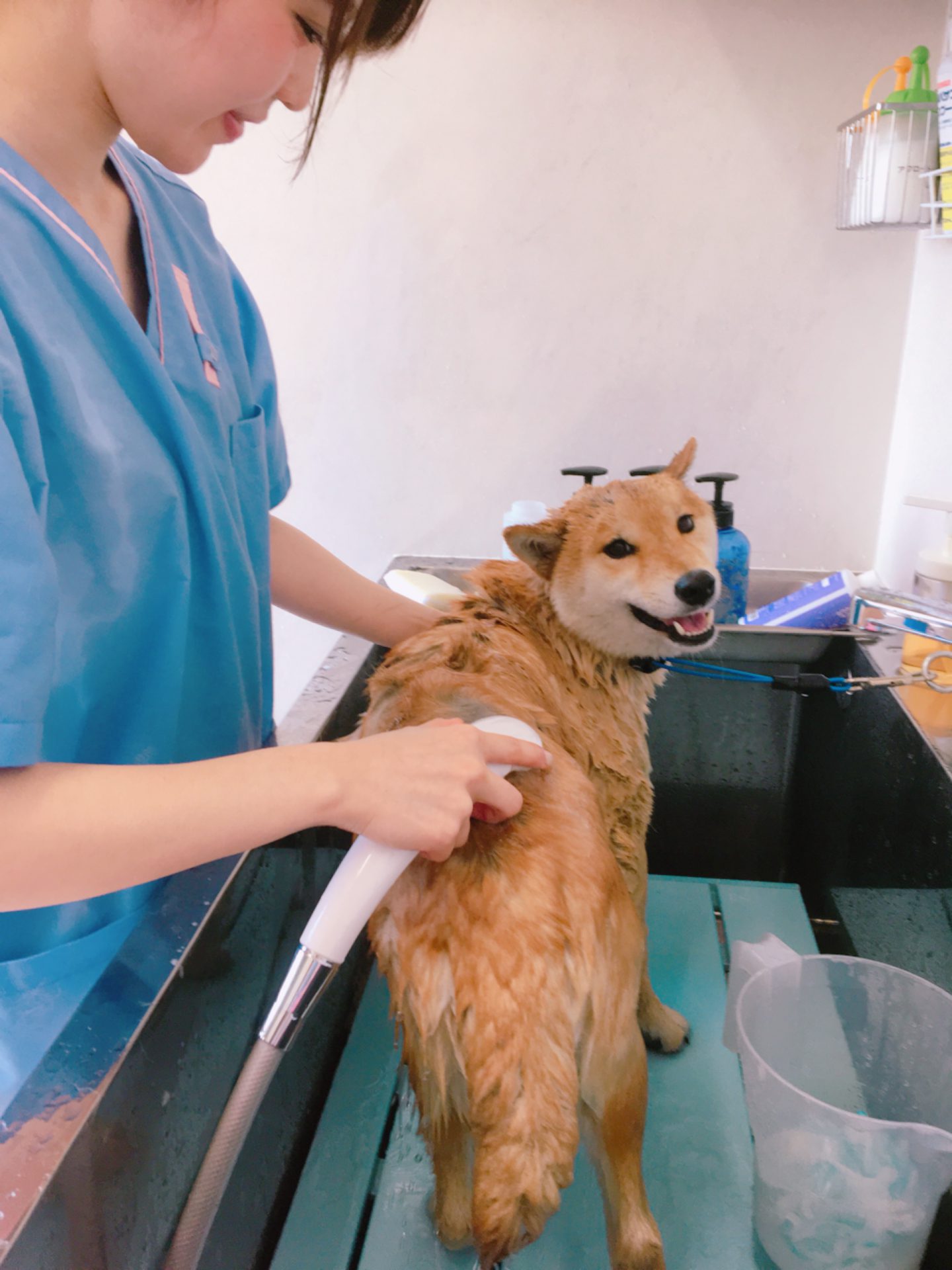 ほほえみ動物病院